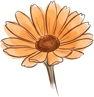 Herbarium sheet: Calendula (Calendula officinalis)