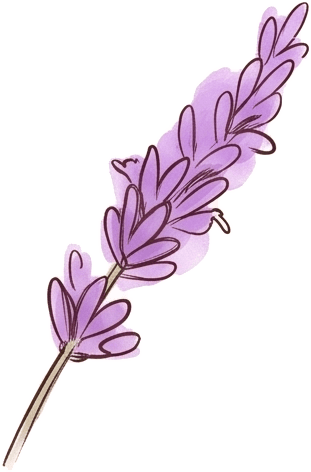 Herbarium sheet: Lavender (Lavandula angustifolia)