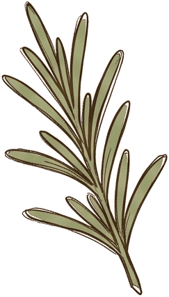 Herbarium sheet: Rosemary (Rosmarinus officinalis)