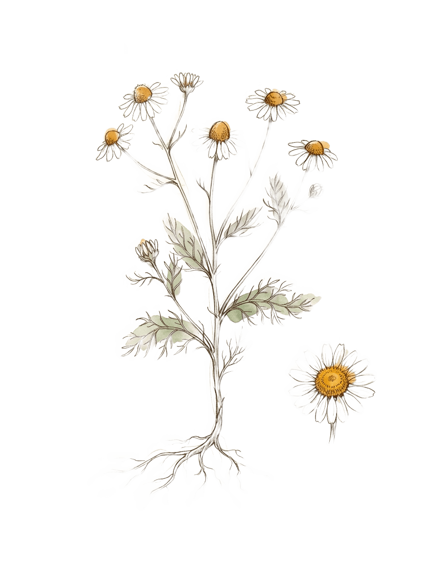 Herbarium sheet: Chamomile (Matricaria chamomilla)